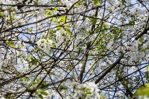 FAQ. White Blossom